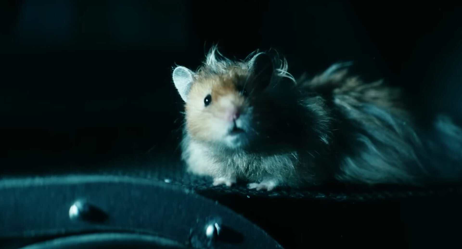 Jamie The Hamster - The Boys.