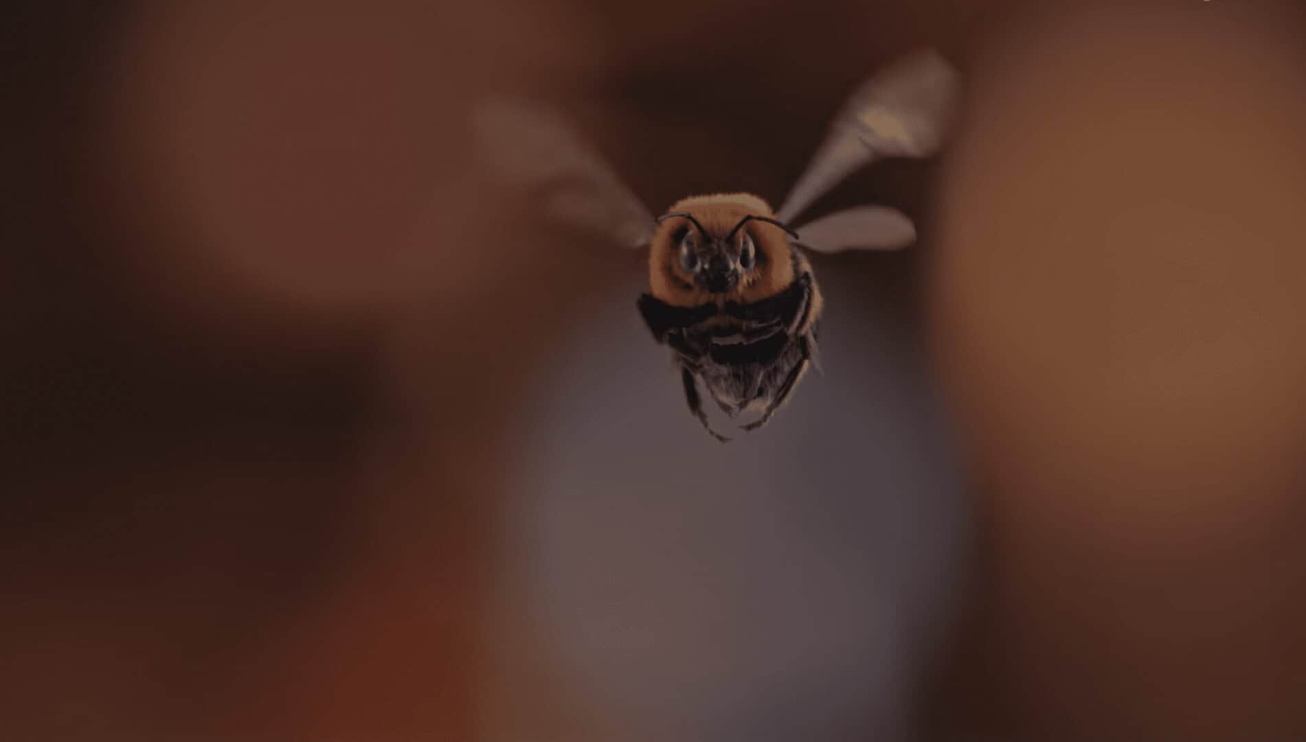 The Bee - Man Vs Bee.