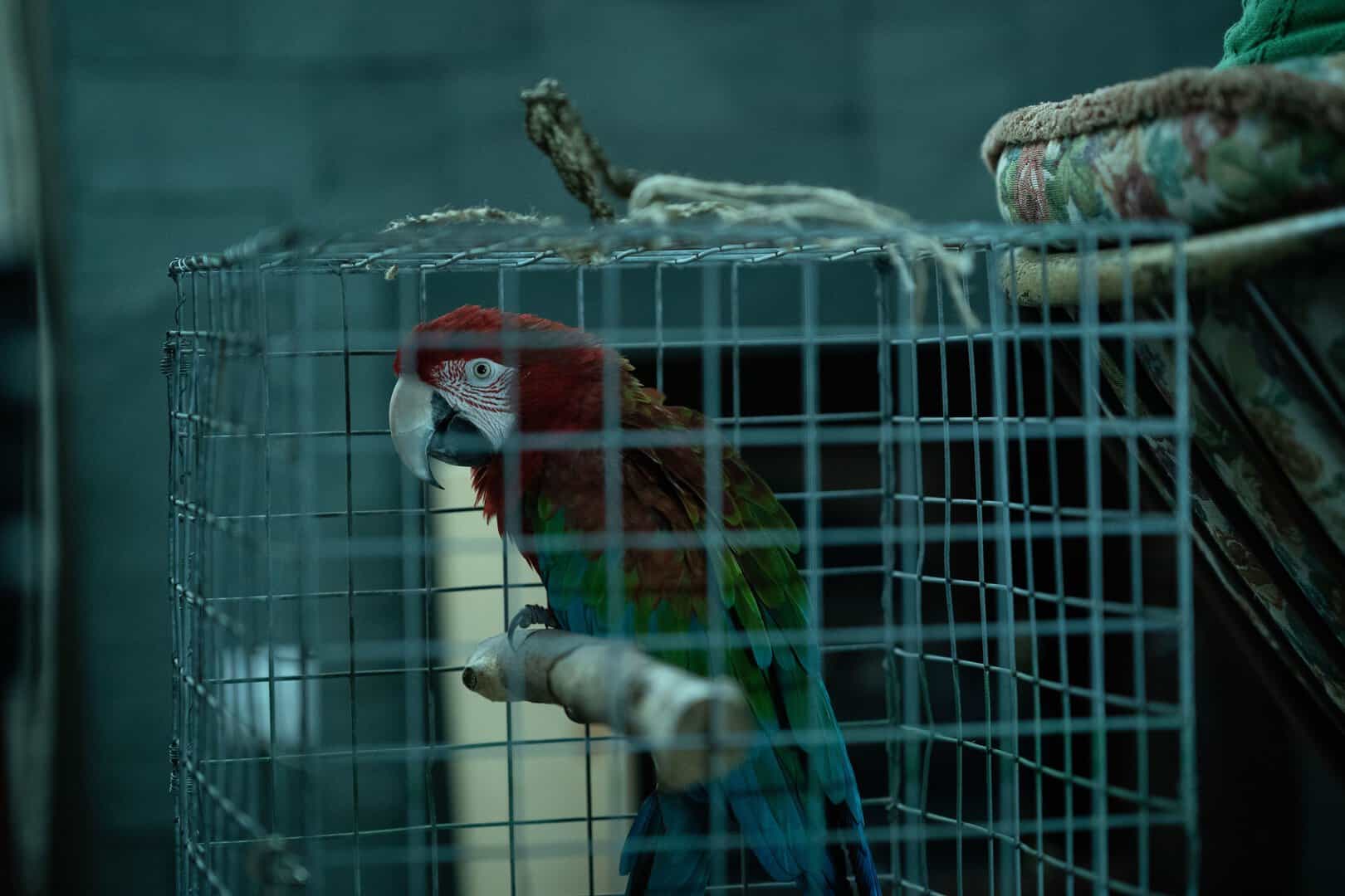 Mr. Macy the Parrot - Inside No.9.